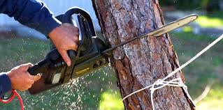 How Our Tree Care Process Works  in  Perth Amboy, NJ