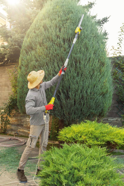 Trusted Perth Amboy, NJ Tree Services Experts